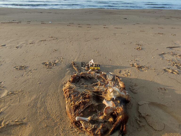 Termini Imerese: trovato il carapace di una tartaruga marina in una spiaggia dei “laghetti”