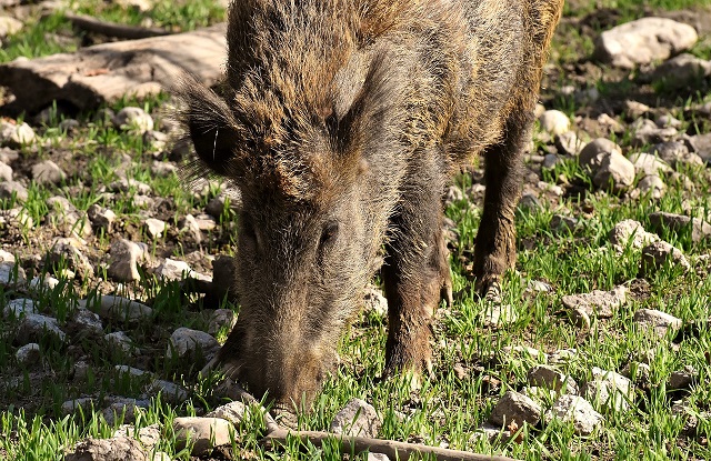 Madonie sotto attacco della fauna selvatica, cinghiali diventati padroni del territorio: denuncia dell’Unione e del GAL