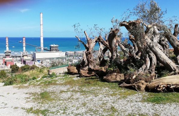 Termini Imerese, il progetto Terna a Caracoli: disastro ambientale prima annunciato e poi consumato. Lettera aperta all’Amministrazione comunale