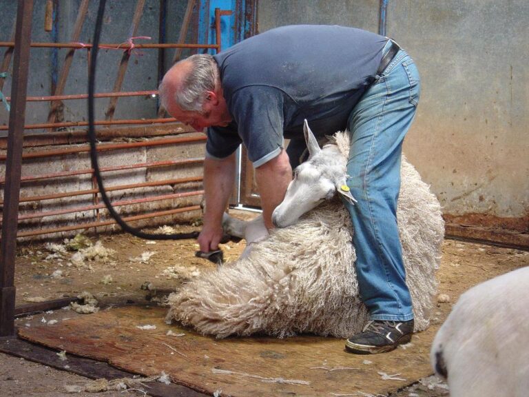 Gangi come la Nuova Zelanda, una gara di “Sheep Shearing” (tosatura) delle pecore