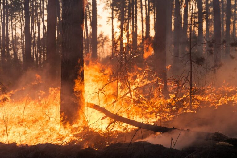 Territorio, nuovo piano regionale per il contrasto agli incendi boschivi