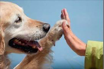 Pet Therapy: l’utilizzo degli animali a scopo terapeutico