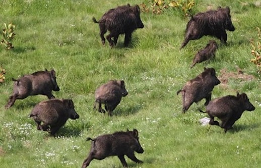 Parco delle Madonie. Suidi e Daini: ok distribuzione capi abbattuti per chiudere la filiera delle carni