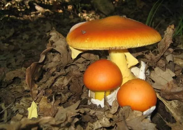 Campofelice di Roccella, corso per la raccolta dei funghi