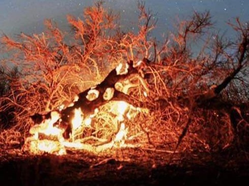 Incendi nel Comprensorio: CNA dona mille alberi di ulivo ai Comuni di Lascari, Gratteri e Cefalù