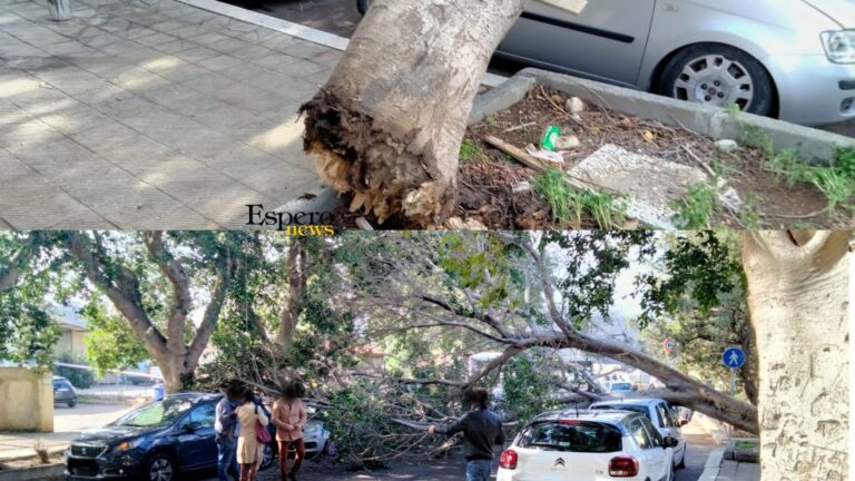 Albero caduto a Termini Imerese a causa del forte vento, tragedia sfiorata in Via Palermo