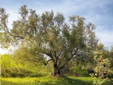 Misilmeri, il Gruppo Arkeotrekking di BCsicilia presente alla Festa dell’Albero