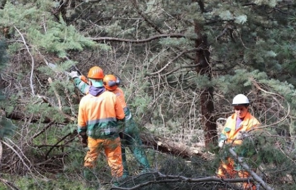 Arretrati lavoratori forestali. Presidenza Regione: controversia non rientra nella sfera politica e va risolta in ambito amministrativo