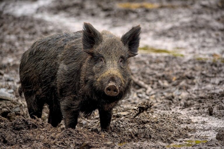 Parco delle Madonie, prime adesioni alla lista di operatori economici interessati alle carni della fauna selvatica