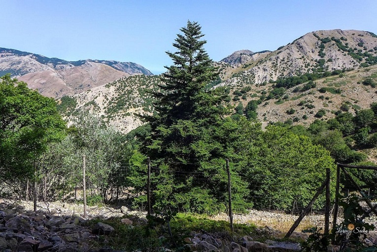 Parco delle Madonie, recinzioni e telecamere a tutela degli ultimi 30 esemplari di Abies nebrodensis