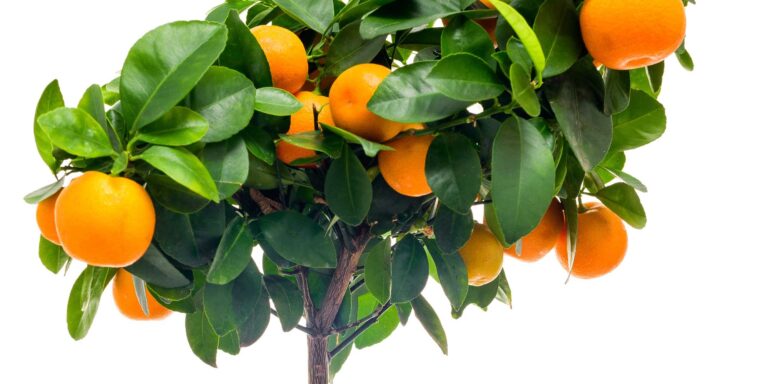 A Collesano il primo corso sulla potatura degli “agrumi edili ed ornamentali”