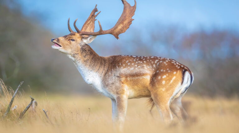 Emergenza daini sulle Madonie, l’ente parco approva il “piano di gestione delle specie”