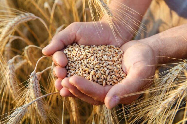 Verbumcaudo, “La raccolta del grano negata” e siccità, a Polizzi Generosa un incontro con i lavoratori del settore per affrontare insieme il problema