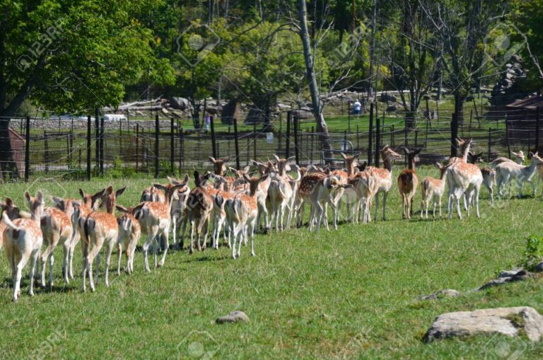 Madonie, partite le operazioni previste dal Piano contenimento Daini varato dall’Ente Parco