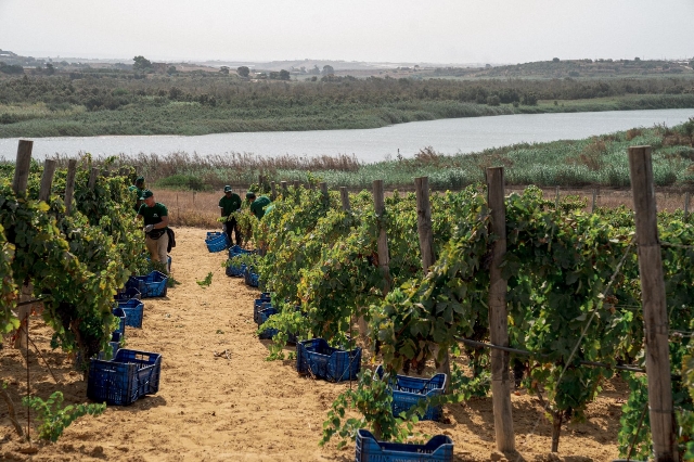 Vino e Cultura greca: incontro all’azienda bio Casa Grazia sulla Piana di Gela