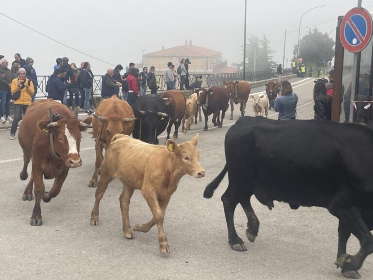 A Geraci Siculo il 24 e 25 maggio rivive l’antico rito della Transumanza