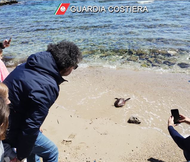 Golfo di Termini Imerese: Guardia Costiera di Porticello libera tartaruga marina “caretta caretta”