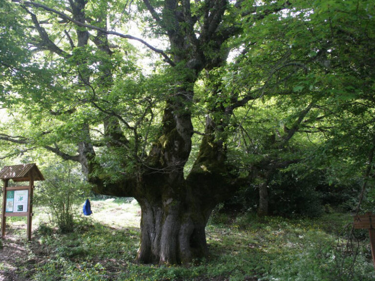 Nasce il progetto “Gemma”: al via il monitoraggio alberi monumentali nel Parco delle Madonie
