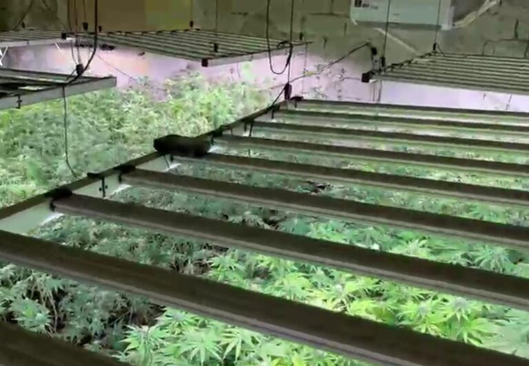 Scoperta piantagione di marijuana: per coltivarla si era attaccato abusivamente all’Enel rubando energia per 225.000 Euro