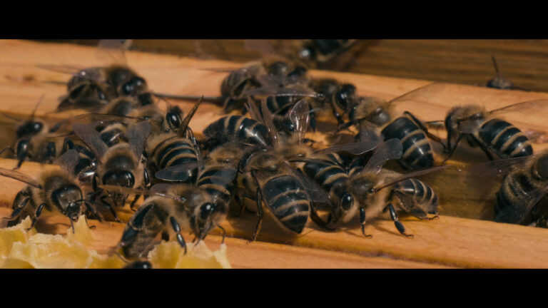 Lorenzo Mercurio racconta l’ape nera sicula: presto online il documentario “La Custode del Sole