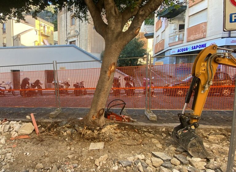 Cefalù, iniziati i lavori nella via Umberto I°: quale sarà la sorte dei ficus?
