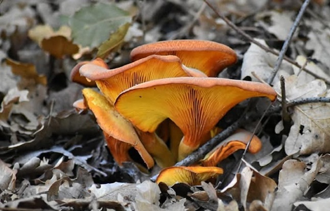 Esperonews I colori dell’autunno a monte Petroso