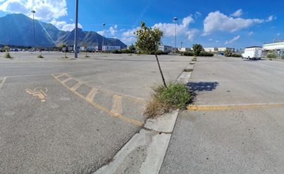 Palermo perde l’occasione storica per piantare un milione di alberi. La denuncia del WWF