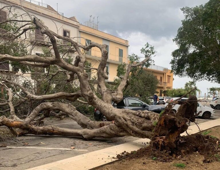 Termini Imerese. Dopo la caduta del secondo albero al Belvedere Comitato Città-Porto accusa: lavori di rifacimento hanno danneggiato il loro apparato radicale