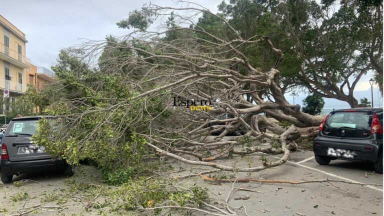 Termini Imerese, forte vento abbatte un albero: danneggiata una Duster in via Circonvallazione Castello